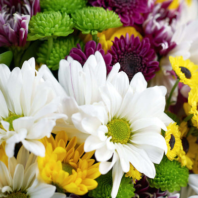 Multi-coloured mixed daisy bouquet. Canada Delivery.