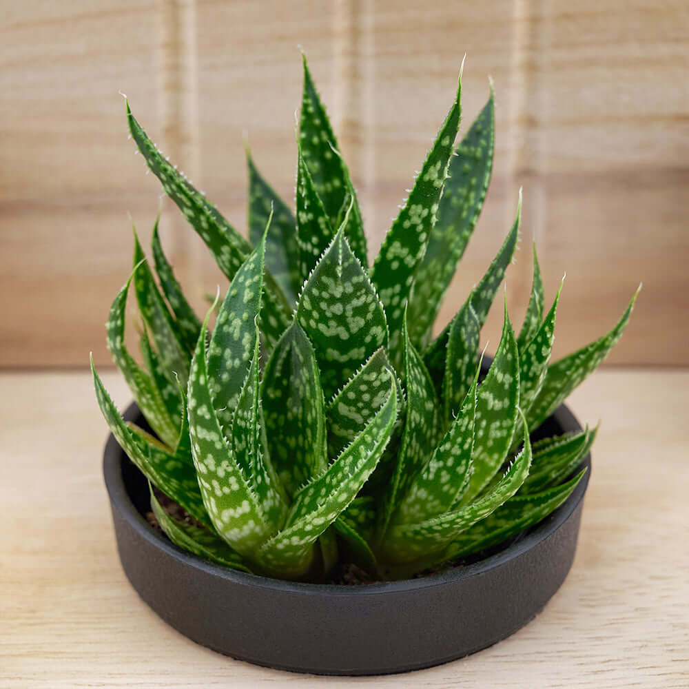 Butterfly planter chair arrangement with a potted succulent. Canada Delivery
