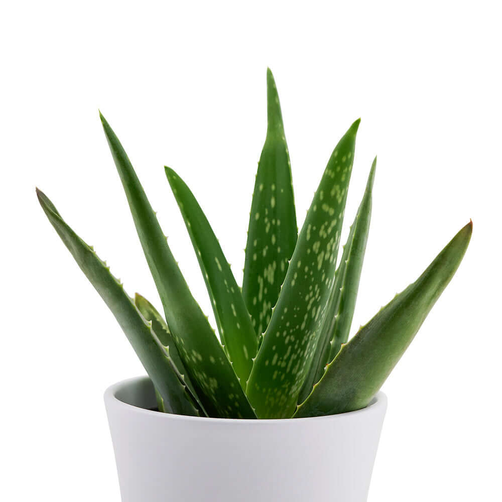 Aloe Vera potted plant. Same Day Flower Delivery - Flower Gifts - Plant Gifts