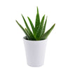 Aloe Vera potted plant. Same Day Flower Delivery - Flower Gifts - Plant Gifts