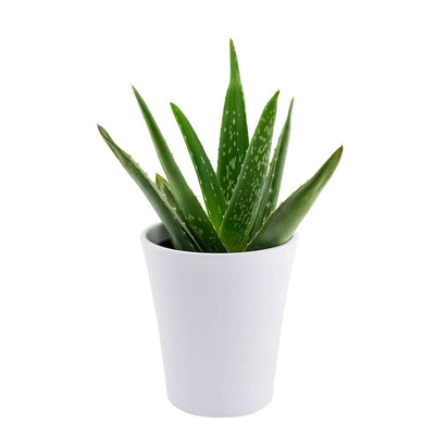 Aloe Vera potted plant. Same Day Flower Delivery - Flower Gifts - Plant Gifts