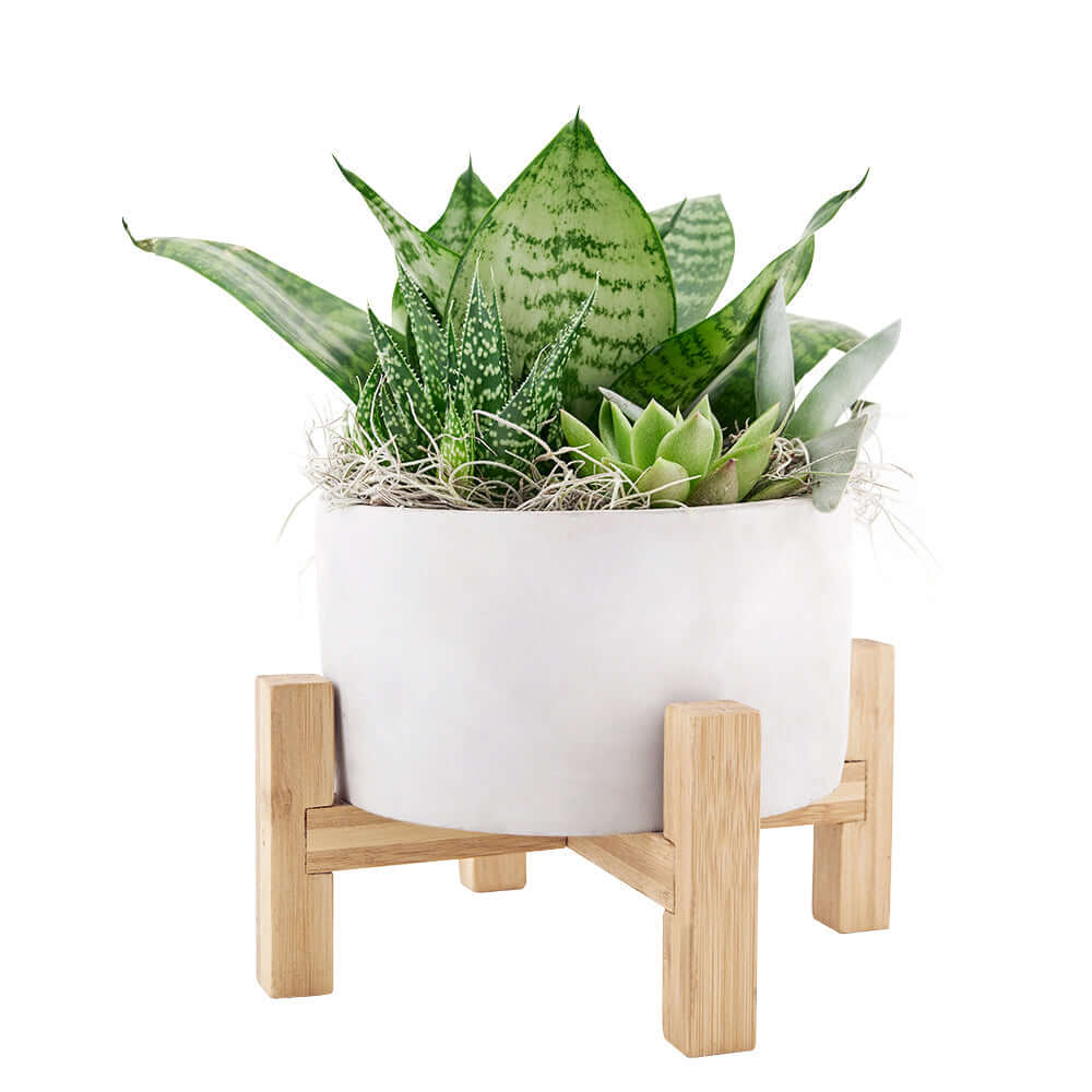 Same Day Flower Delivery - Flower Gifts - Plant Gifts - Succulent