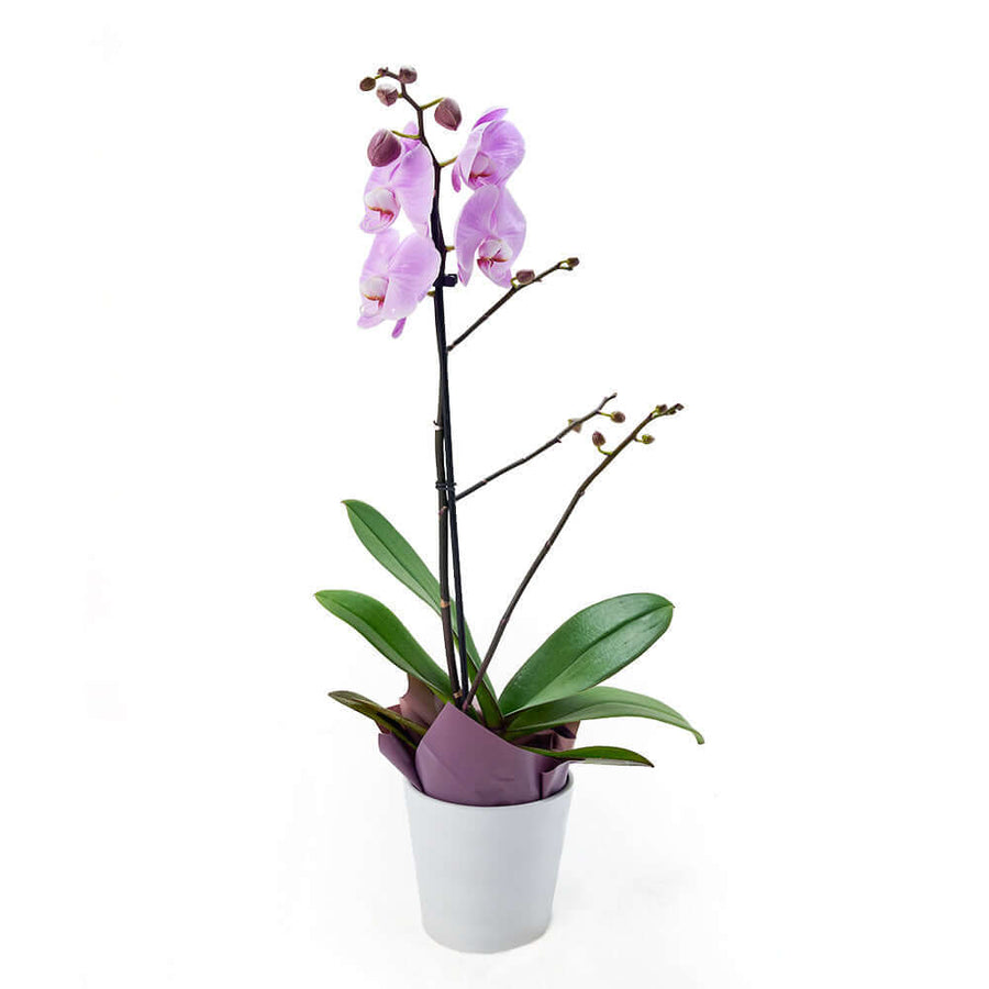 Floral Treasures Exotic Orchid Plant. Canada Delivery