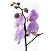 Floral Treasures Exotic Orchid Plant. Canada Delivery