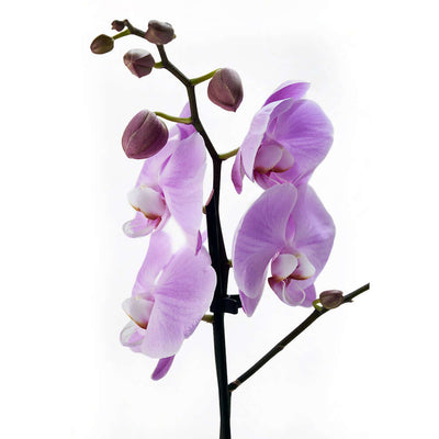 Floral Treasures Flowers Chocolate Gift - Orchid Gift Set - Canada Delivery