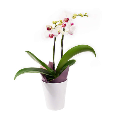Lavish Exotic Orchid Plant - Orchid Plant Gift - Canada Delivery