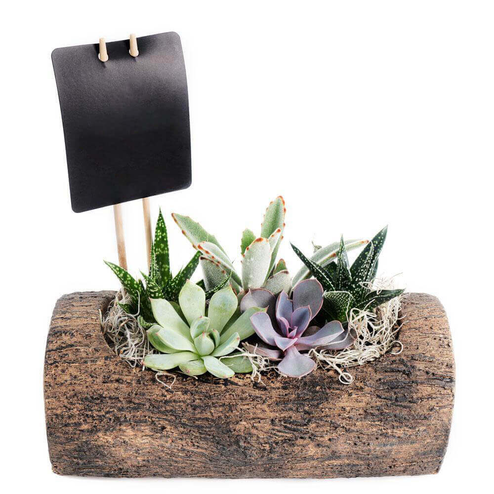 A natural and sweet design! Natural Log Succulent Arrangement - Perfect gift for a housewarming, a new job, or promotion!