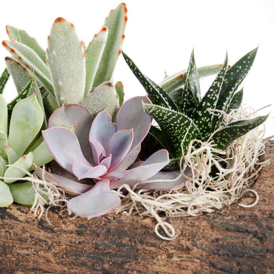 A natural and sweet design! Natural Log Succulent Arrangement - Perfect gift for a housewarming, a new job, or promotion!
