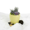 Potted Succulent Arrangement - Succulent Plant Gift - Canada Delivery