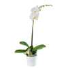 Pure & Simple Exotic Orchid Plant - Orchid Gift - Canada Delivery