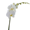 Pure & Simple Exotic Orchid Plant - Orchid Gift - Canada Delivery