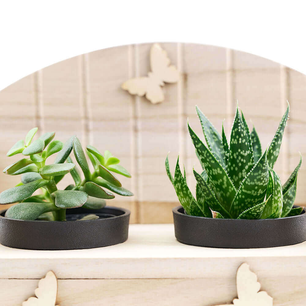 This gift has a rustic wooden planter bench and two lovely potted succulents. Delight someone in your life with a beautiful plant gift they can enjoy for months after they receive it.