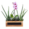This lovely gift contains beautiful blooming orchid plant, two aloe vera plants, two small succulents, two medium succulents, and a wooden gift box for presentation and display.